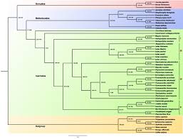 Image result for Rhaphiostylis