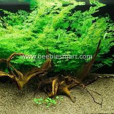 Image result for Ceratopteris thalictroides