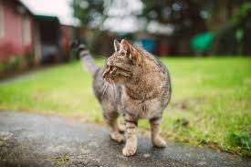 Grossesse Et Toxoplasmose Quels Sont Les Risques Wikichat