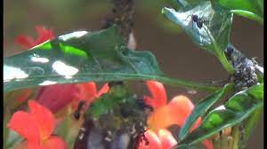 For baiting purposes, pest control experts classify ants into two groups according to ant diet. Ants And Aphids On A Chilli Pepper Plant Youtube