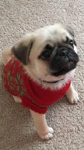 Cutest Pug Puppy Pug Puppies Cute Pugs Cute Pug Puppies