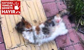 Antalya Da Bir Kedi Daha Bacaklari Kesilerek Olduruldu