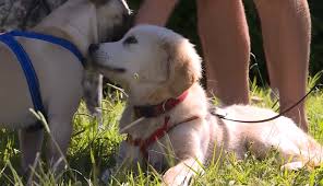 We did not find results for: Nbn News Finding The Central Coast S Cutest Dog