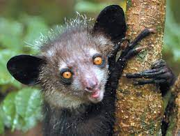 Ttmt 023 Aye Aye Madagascar Animals Weird Animals Animals