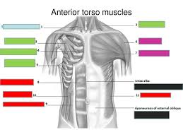 The anterior muscles of the trunk (torso) are associated with the front of the body, include chest and abdominal muscles. Muscles Of The Torso Ppt Download