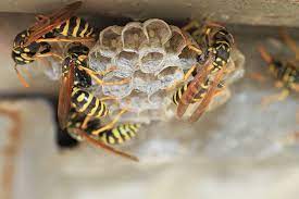 Maybe you would like to learn more about one of these? Why Wasps Are Attracted To Your Home