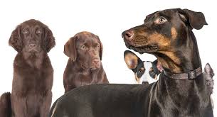 Doberman Mixes Which One Will Appeal To You