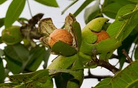 Image result for Juglans