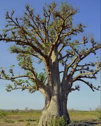 Image result for Malvaceae subfamily Bombacoideae