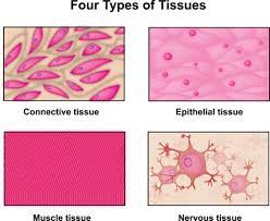 F D 74e5e4fe46558c8d93cc4dde43a0e992d816d86f6f709b575e73552d Image Thumb Postcard Image Thumb Postcard 1 500 Human Tissue Tissue Types Anatomy And Physiology