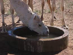 In fact, how much water we need depends on the weather and on what we're doing. Pin On Animals In Niger