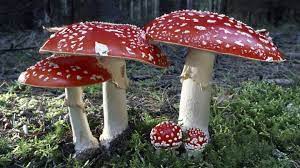 Hallo liebe garten und pflanzen freunde. Giftige Pilze In Deutschland Nicht Essen Swr1