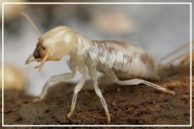 One of the inspections the buyer may obtain is for wood destroying pests and organisms wood pest report. Faq S Utah Termite Inspection Specialists