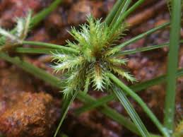 Image result for Cyperus squarrosus