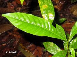 Image result for Pouteria pseudoracemosa