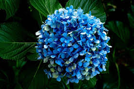 No matter which blue you want, we probably have it. Gardening With John Gabriele Illawarra Mercury Wollongong Nsw