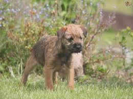Border Terrier Puppy Weight Chart Dogs In Our Life Photo