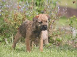 border terrier puppy weight chart dogs in our life photo