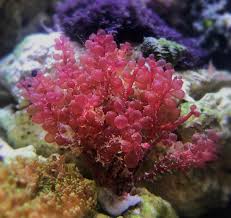 Red Grape Macroalgae