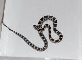 Black And White Corn Snake Morph Pin By Josh Wick On A N I M A L S Corn Snake Baby Reptile Snake Patterns