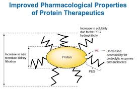 Peg modified (left) and native channel (right) the changes in the surface properties of the pdms upon modification was demonstrated by wetting experiments. Pegylation Of Small Molecule Drugs Biochempeg