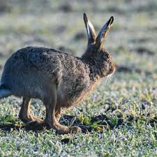 Solange ein kleiner feldhase in seiner mulde bzw. So Geht Es Den Feldhasen In Deutschland Tiere
