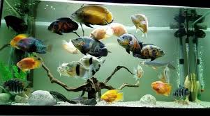 Hardscape aquascape umumnya terdiri dari kayu dan batu. Cara Memelihara Ikan Karnivora Perawatan Dan Tips Lengkap Juraganhobi Com
