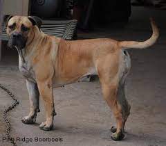 Von der stadtrand german shepherds world class large boned rich black & red puppies. Pine Ridge Boerboels