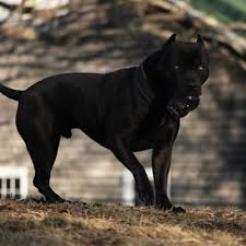 Bayou blood kennels, llc on instagram: 1 Or 2 Prague Xxl Designer Pitbulls Facebook
