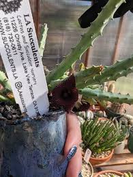 Image result for Huernia erectiloba