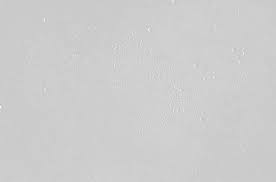 学 大 院 学 大 術 芸 学 科 報 情 要 紀