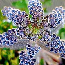 Image result for Kalanchoe dyeri