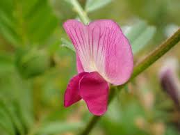 カラスノエンドウ、スズメノエンドウ、カスマグサ］ザッソウのエンドウ｜マメ科ソラマメ属｜エバーグリーン – エバーグリーンポスト