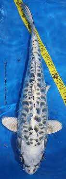 I Very Much Enjoy The Pattern On This Koi Koi Fish Pond Koi Betta Koi Fish