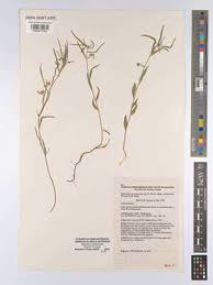 Image result for Afrohybanthus afer