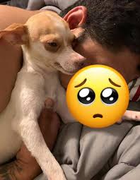 Lost dog in centennial dog park