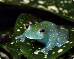 Image result for glass frog