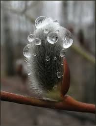 Pin By Pam Brownlee On Browns Greys Macro Photography Dew Drops Nature