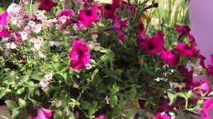 Check spelling or type a new query. How To Revive Petunias Grow Guru Youtube