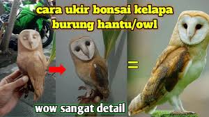 Ada banyak ciri ciri dari gambar burung hantu yang bisa anda amati secara jelas. Bonsai Kelapa Bentuk Burung Cahunit Com