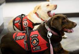 This price can increase in the event that you have a need for additional and substantial. Sorting Out The Confusion Of Service Dogs And The Rights They Hold Cbc News