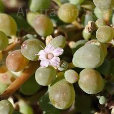 Image result for Trianthema