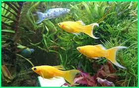 Aquascape buatan sendiri, murah yang penting bisa untuk dinikmati 15 Jenis Ikan Hias Kecil Yang Suka Bergerombol Ekor9 Com Ekor9 Com