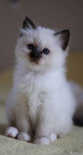 Découvrez nos petites annonces de chats et chatons pour un don, une vente ou une adoption. Chatterie D Avillon Eleveur De Chat Sacre De Birmanie Birman En Belgique