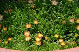 Image result for Delosperma spp.