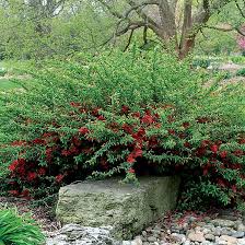 Image result for Chaenomeles