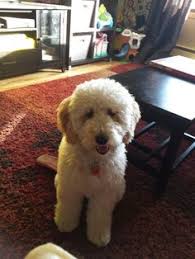 And a mini goldendoodle full grown can weigh anywhere from 26 to 35 pounds. 210 Mini Goldendoodle Ideas In 2021 Goldendoodle Mini Goldendoodle Puppies