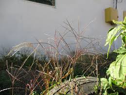 Image result for Digitaria remotigluma