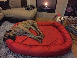 Extra Large Dog Beds For Great Danes Off 70 Www Usushimd Com
