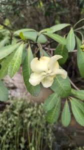 Image result for Voacanga bracteata